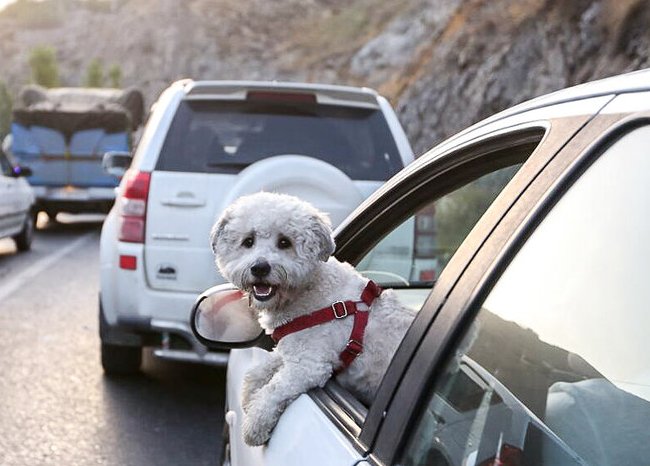 برخورد قاطع با پدیده سگ گردانی در کرج