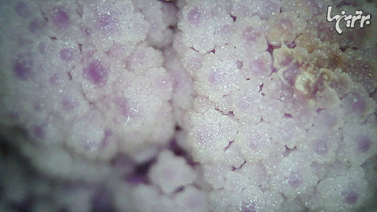 دنیا زیر میکروسکوپ چه شکلی است؟