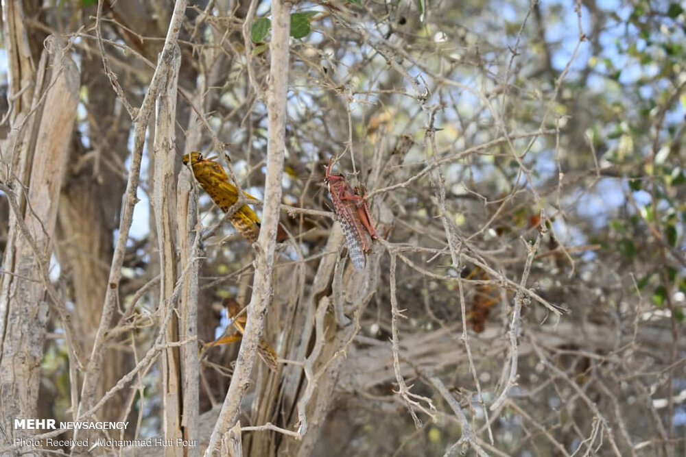 خیز ملخ ها برای هجوم به جنوب کرمان/ کمبود اعتبار و تجهیزات