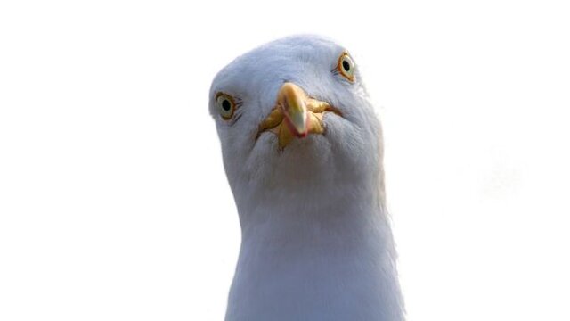 پرندگان سارق، مورچه‌های "زامبی" و صدف سنگ‌خوار؛ عجیب‌ترین جانوران سال ۲۰۱۹