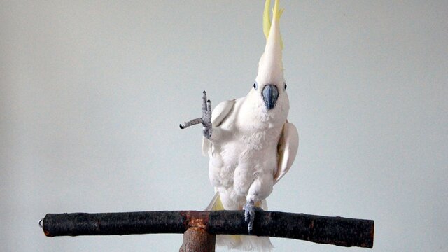 پرندگان سارق، مورچه‌های "زامبی" و صدف سنگ‌خوار؛ عجیب‌ترین جانوران سال ۲۰۱۹