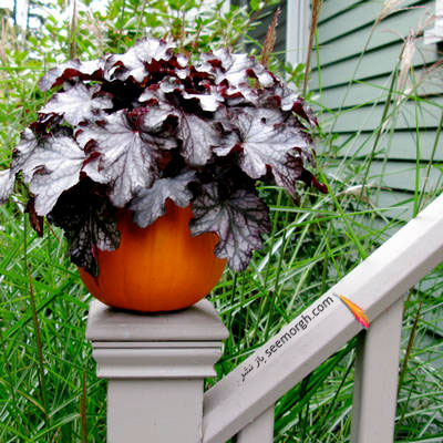 درست کردن گلدان با کدو تنبل,آموزش درست کردن گلدان با کدو تنبل,گلدان با کدو تنبل