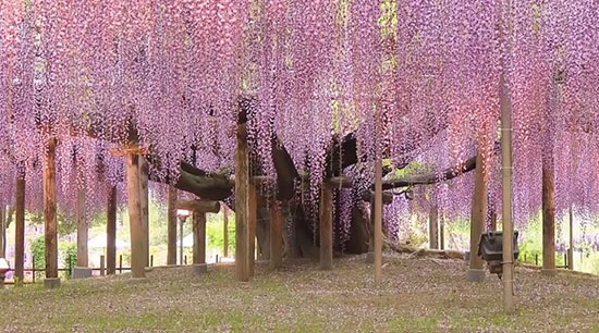 شگفت انگیزترین درختان جهان