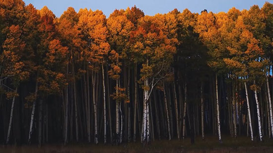 شگفت انگیزترین درختان جهان