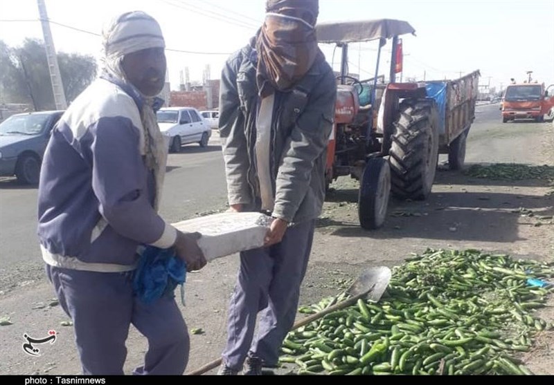 حاصل دسترنج خیارکاران کرمانی خوراک دام و راهی کف خیابان شد