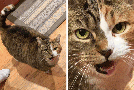 تصاویری جالب از گربه‌هایی با ویژگی‌های شگفت انگیز