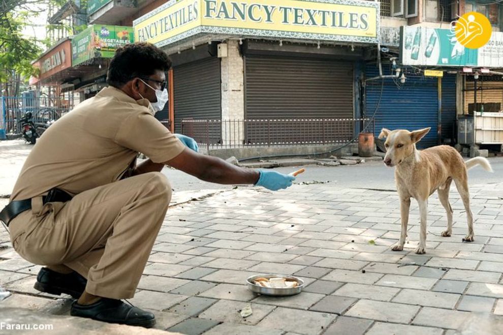 (تصاویر) شهرهای خلوت در تسخیر سگها و گربهها