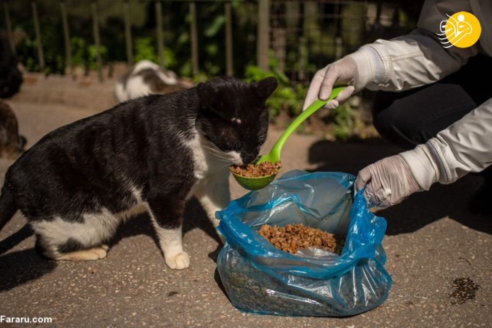 (تصاویر) شهرهای خلوت در تسخیر سگها و گربهها