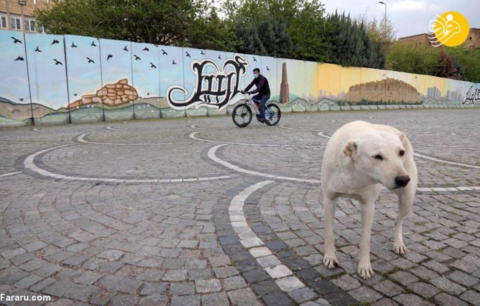 (تصاویر) شهرهای خلوت در تسخیر سگها و گربهها