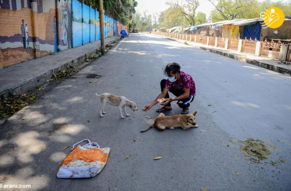 (تصاویر) شهرهای خلوت در تسخیر سگها و گربهها