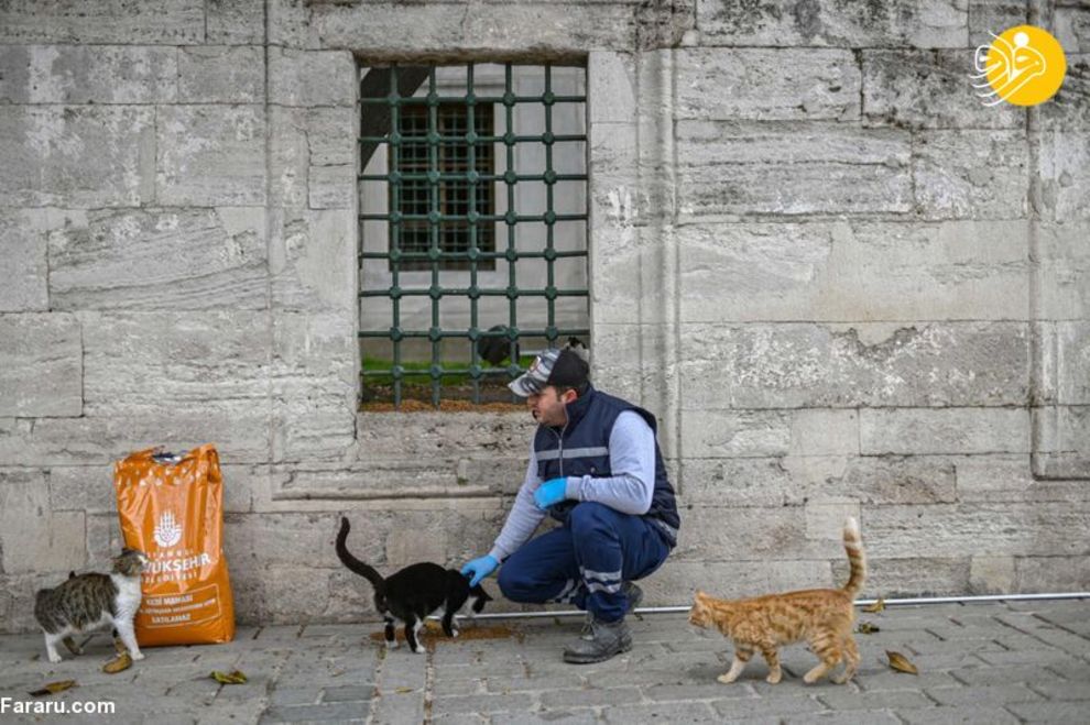 (تصاویر) شهرهای خلوت در تسخیر سگها و گربهها