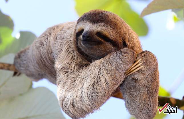 تصاویری کمیاب از خنده‌های جالب حیوانات