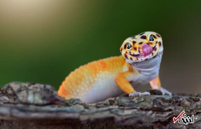 تصاویری کمیاب از خنده‌های جالب حیوانات