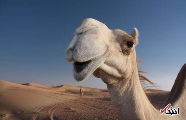 تصاویری کمیاب از خنده‌های جالب حیوانات