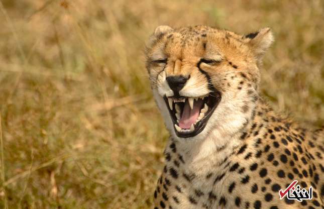 تصاویری کمیاب از خنده‌های جالب حیوانات