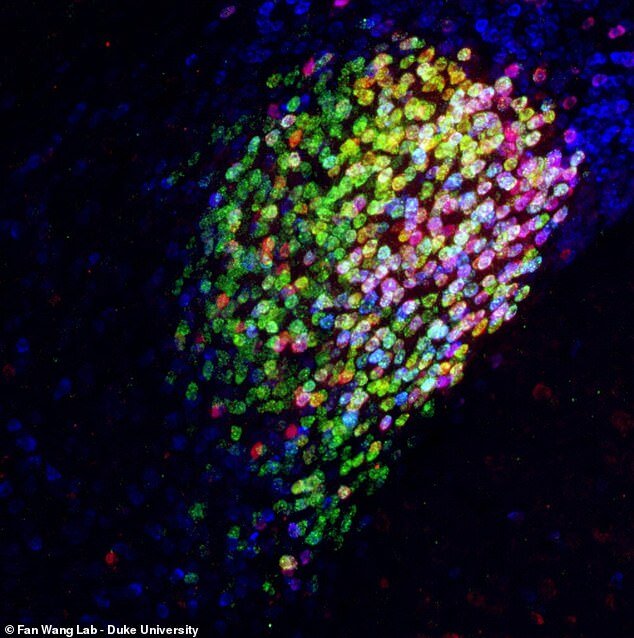 راه‌ حلی برای خاموش کردن کلید مرکز درد در بدن