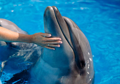 با دلفینهای رباتیک ۲۶ میلیون دلاری آشنا شوید+تصاویز با دلفینهای رباتیک ۲۶ میلیون دلاری آشنا شوید+تصاویز