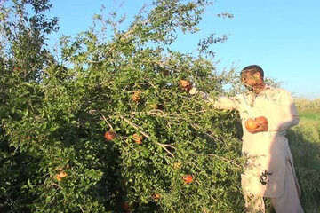 برداشت 800 تن انار در فنوج سیستان و بلوچستان