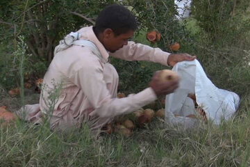 برداشت 800 تن انار در فنوج سیستان و بلوچستان