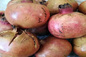 برداشت 800 تن انار در فنوج سیستان و بلوچستان