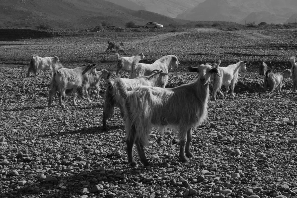 تصاویری که ثابت می‌کند عمان با زیبایی‌های طبیعی احاطه شده