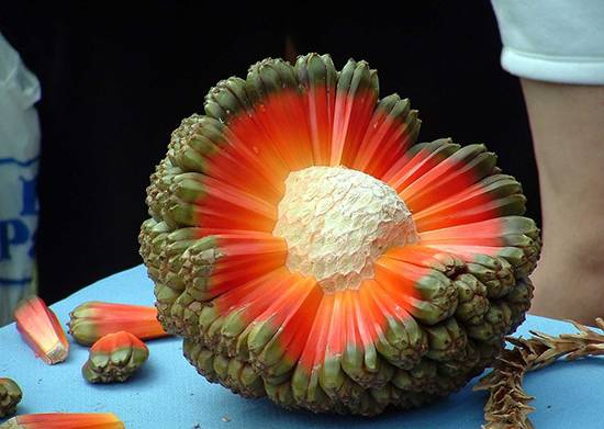 عجیب‌ترین میوه‌های دنیا