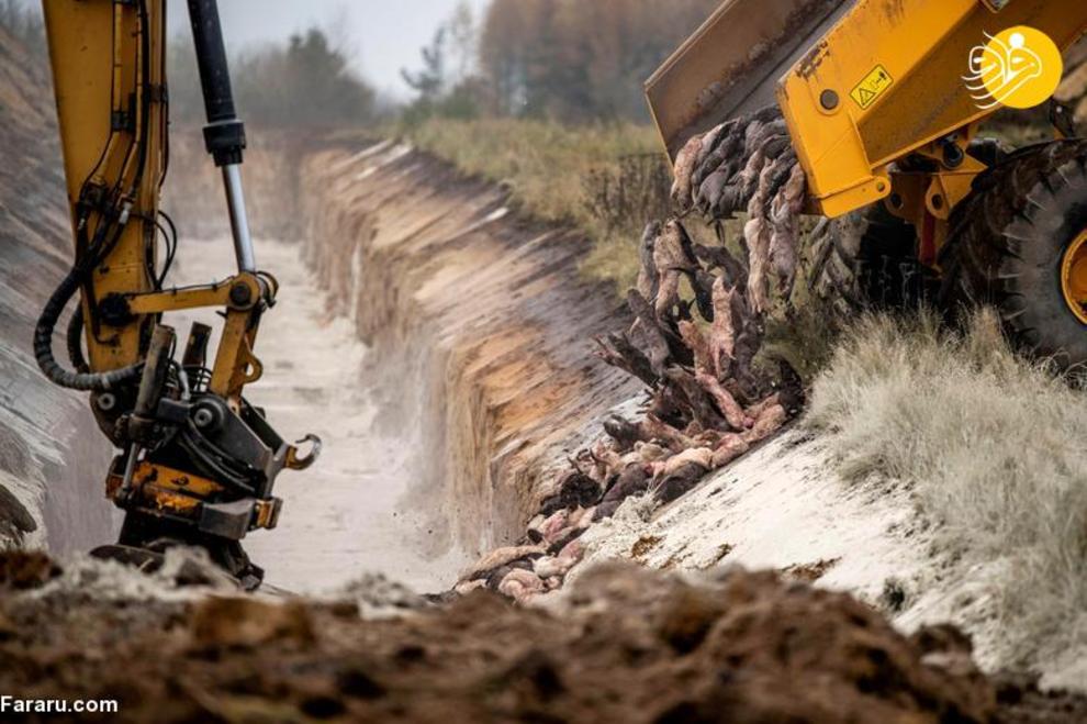 کشتار ۱۷ میلیون راسو در دانمارک/ عکس‌ها