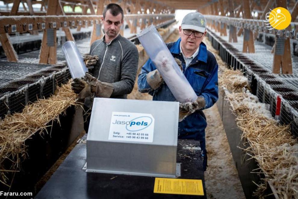 کشتار ۱۷ میلیون راسو در دانمارک/ عکس‌ها