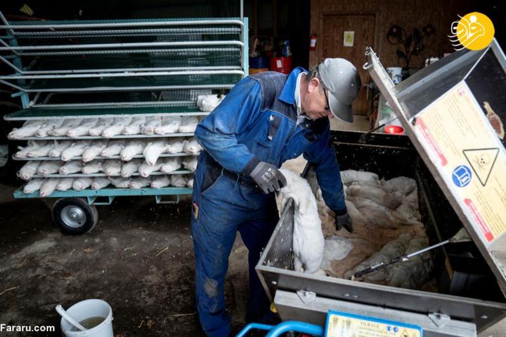 کشتار ۱۷ میلیون راسو در دانمارک/ عکس‌ها