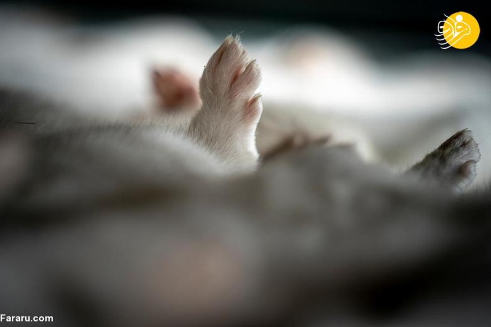 کشتار ۱۷ میلیون راسو در دانمارک/ عکس‌ها