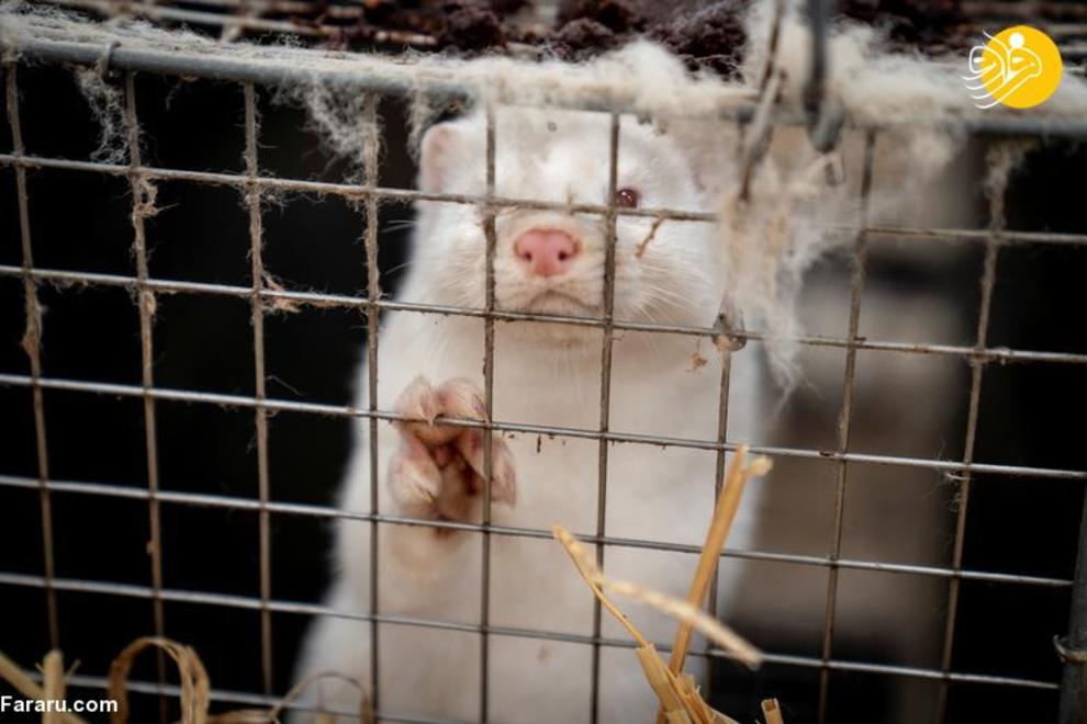 کشتار ۱۷ میلیون راسو در دانمارک/ عکس‌ها