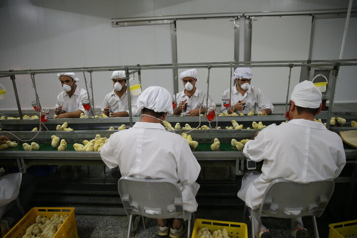 آذربایجانغربی پیشرو در تولید مرغ سلامت