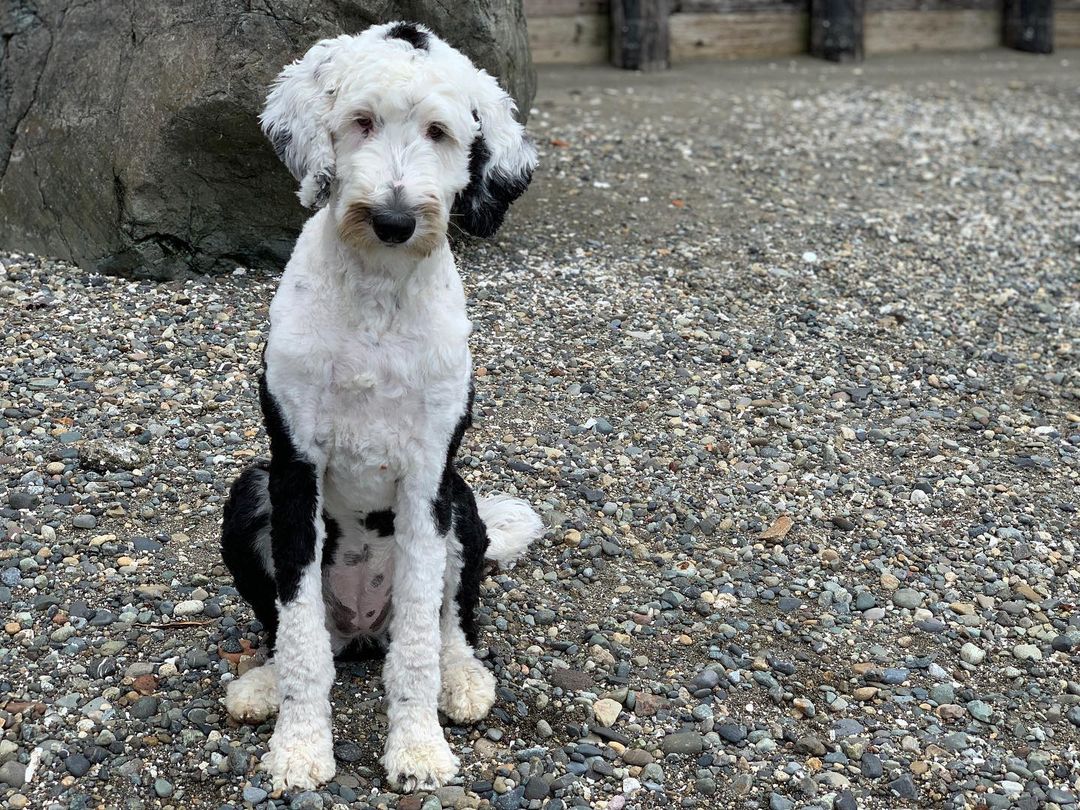 بانی، سگ سخنگو که سوژه تحقیقات دانشمندان شده/ ویدئو