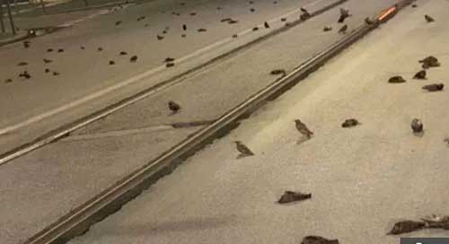 آتش‌بازی سال نو ، جان صد‌ها پرنده در رم را گرفت