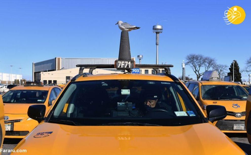 تاکسی در نیویورک کمیاب شد!/ عکس