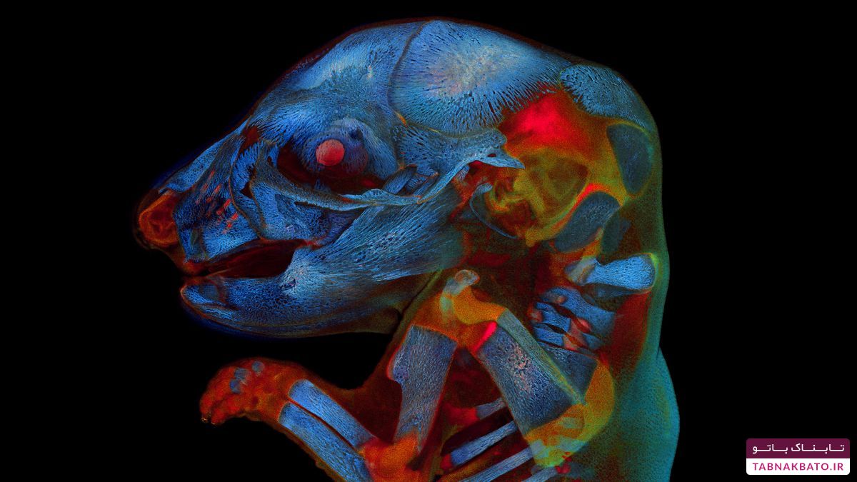 یک عکس ترسناک، برنده جایزه عکس‌های علمی