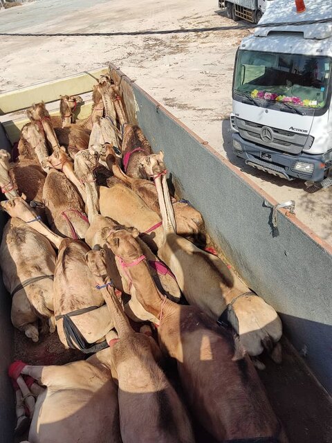 مسافران پرحاشیه گمرک را بشناسید/ این بار سر و کله شتران قطری پیدا شد!/ عکس