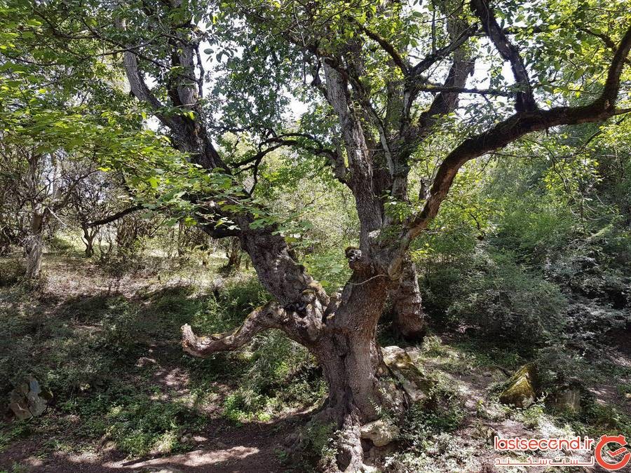 جنگل رویایی الیمستان در آمل