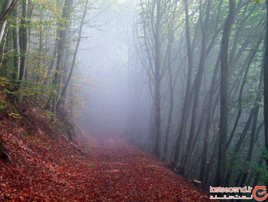 جنگل الیمستان آمل