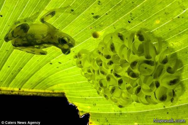 عکس قورباغه شیشه ای قورباغه شیشه ای