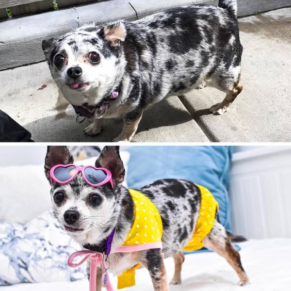 قبل و بعد سگ خوشتیپ