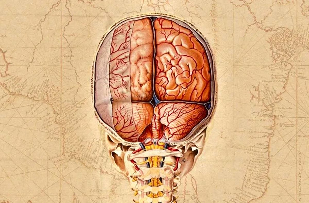 نقشه‌ای بسیار دقیق از مغز انسان و نخستی‌سانان غیرانسانی تهیه شد