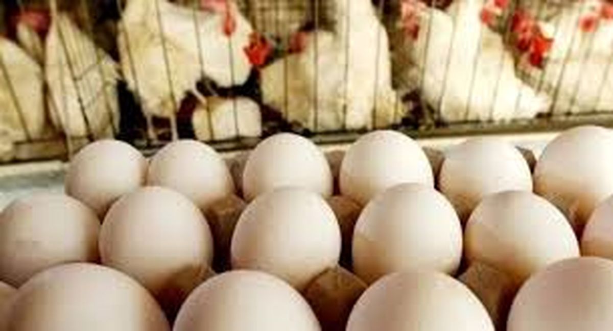 کاهش قیمت تخم مرغ به خاطر گرما 