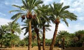 قصه پر غصه نخل‌های ایرانی / فروش درختان به قطر برای جام جهانی!
