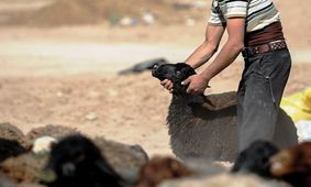 سارق جوان 19 گوسفند را به سرقت برد