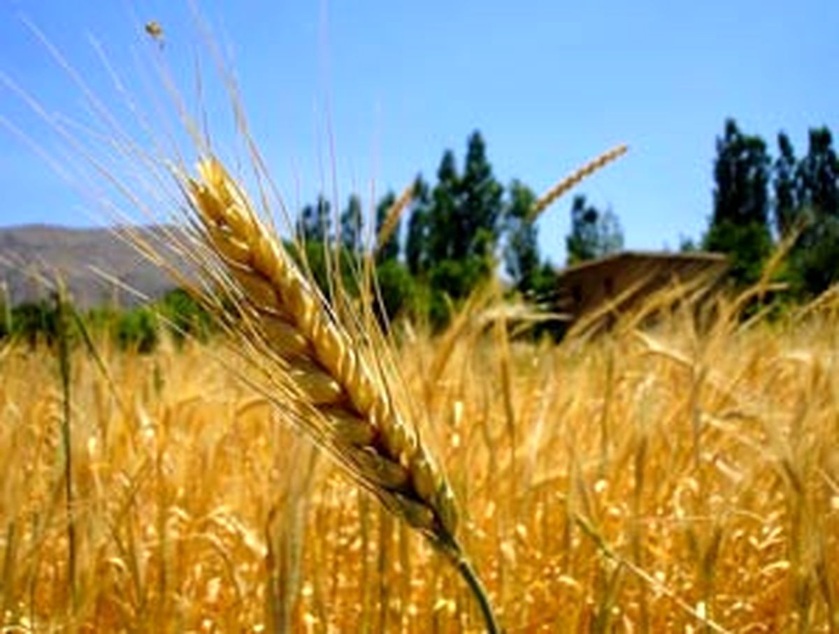 سنگ تمام جهاد کشاورزی خوزستان برای مردم/ خوزستان دیار نخل و بلوط است، سرزمین آب و آیینه و آفتاب