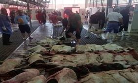 بیش از 87 هزار راس گوسفند خریداری شده ایران برای قربانی در حج، به کشورمان برمی گردد؟
