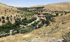 واکنش شهرداری به قطع درختان چیتگر و سرخه حصار: آفت زده بودند