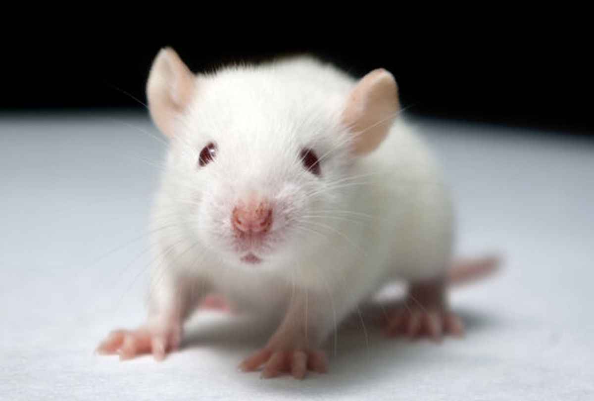 ویرایش ژن عوامل آلزایمر را در مغز موش‌ها کاهش داد