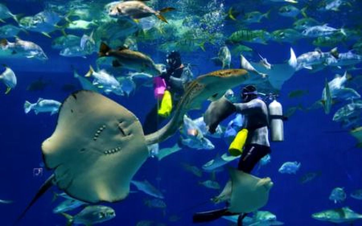 عکس های دیدنی و جالب روز؛ از غواص ها در آکواریوم تا گرفتن پلیکان های غول